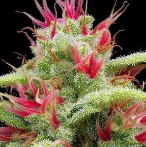 Meet your Posher, Joshua